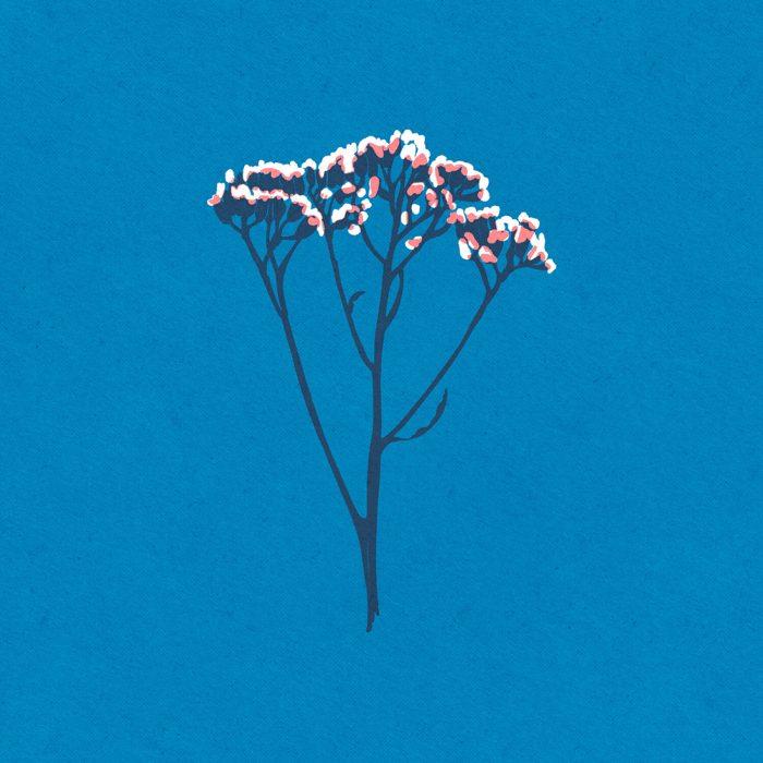 Herbarium, Iskra Tsoneva, Flickers and Lines Illustration