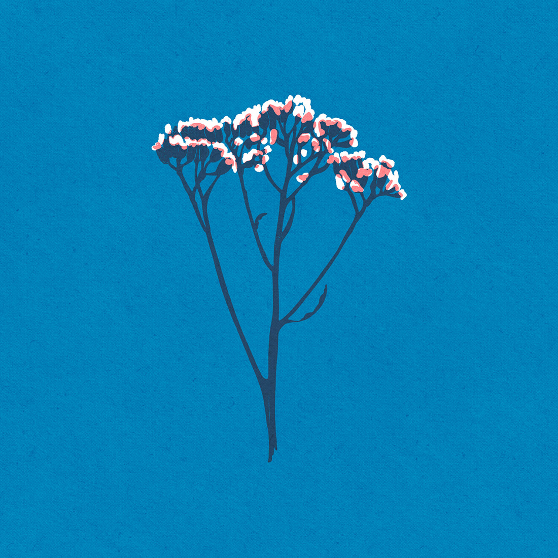 Herbarium, Iskra Tsoneva, Flickers and Lines Illustration