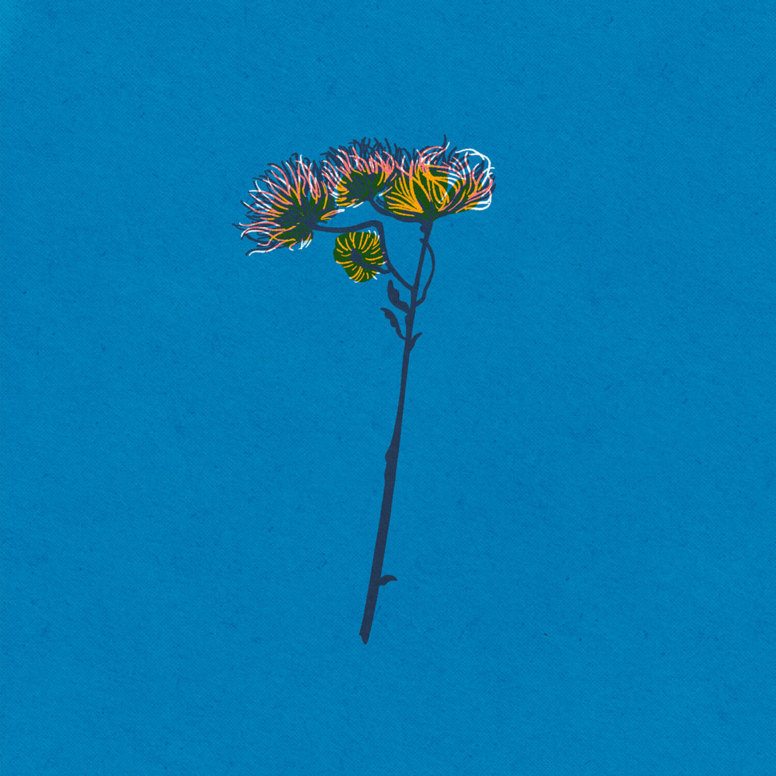 Herbarium, Iskra Tsoneva, Flickers and Lines Illustration